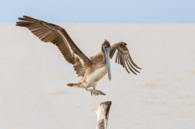 Pelicans, Cormorants & Frigatebirds