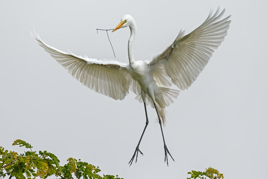 Egrets, Herons, Storks & Ibises