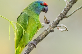 Parrots & Macaws